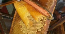 Totul despre miere si apicultura – Reportaje